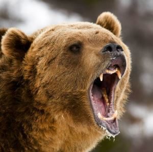Grizzly bear