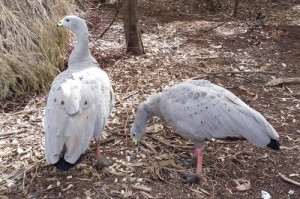 Cape Barren Geese at Serendip Sanctuary