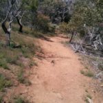 The changing surface of the Werribee Gorge circuit - orange dirt track